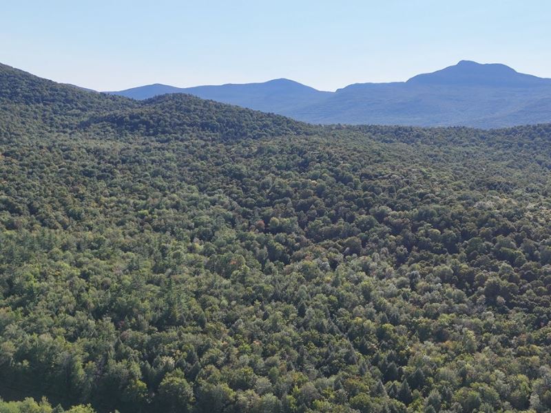 Hayden Hill Forest : Duxbury : Washington County : Vermont