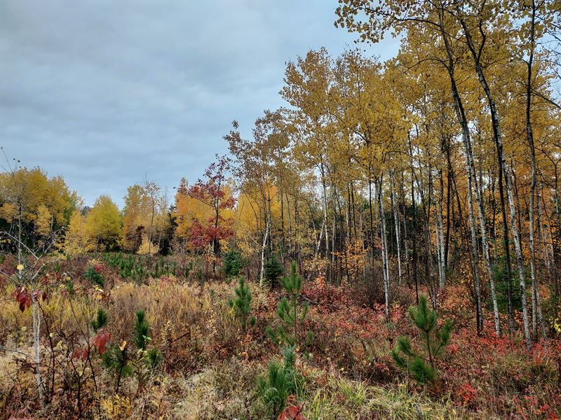 14.5 Acres Near Spooner, WI : Spooner : Washburn County : Wisconsin