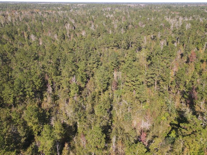 15 Acres, Jackson County, FL : Marianna : Jackson County : Florida