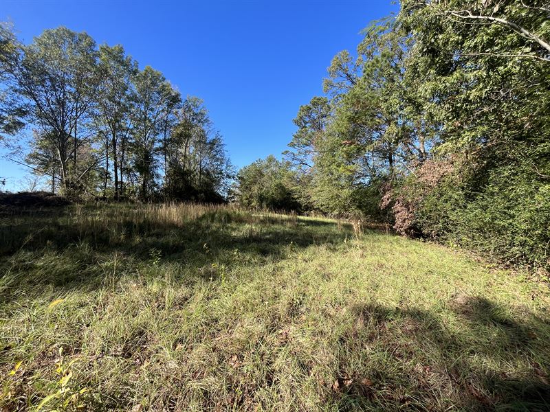 20 Homesite/Recreational Tract : Knoxville : Greene County : Alabama