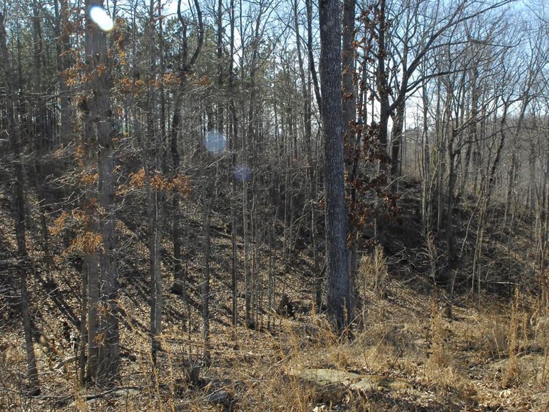 53 Acres Adjoins State Forest : South Pittsburg : Marion County : Tennessee