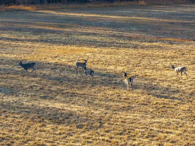 Hubenka Ranch Premier Pasture : Riverton : Fremont County : Wyoming