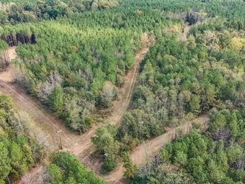 Hardwood & Pine Hunting Land : Roxie : Franklin County : Mississippi