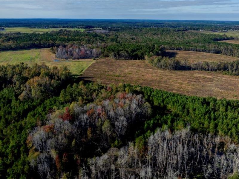 Water Oak Farm, Tract 2 : Sylvania : Screven County : Georgia