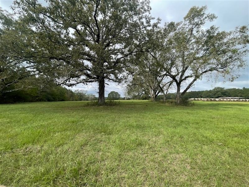 18 Acres Pasture : Sandy Hook : Walthall County : Mississippi