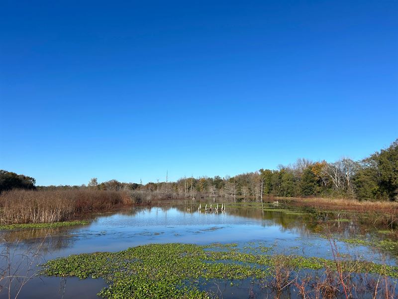 313.72 Acres in Bolivar County, MS : Mound Bayou : Bolivar County : Mississippi