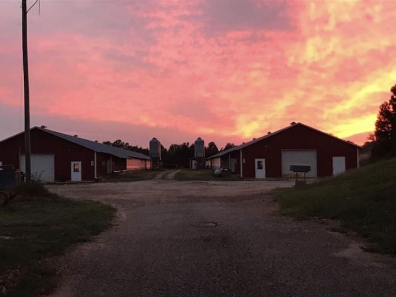 Beautiful Poultry & Cattle Farm : Martin : Franklin County : Georgia