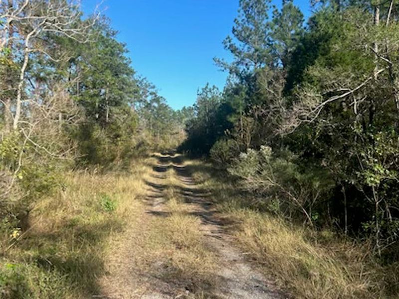 Hwy 109 E, Calcasieu Parish, 40 Acr : Starks : Calcasieu Parish : Louisiana