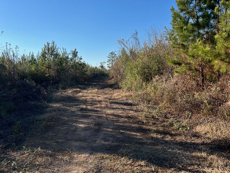 Sawyerville Hunting/Timber Tract : Sawyerville : Hale County : Alabama