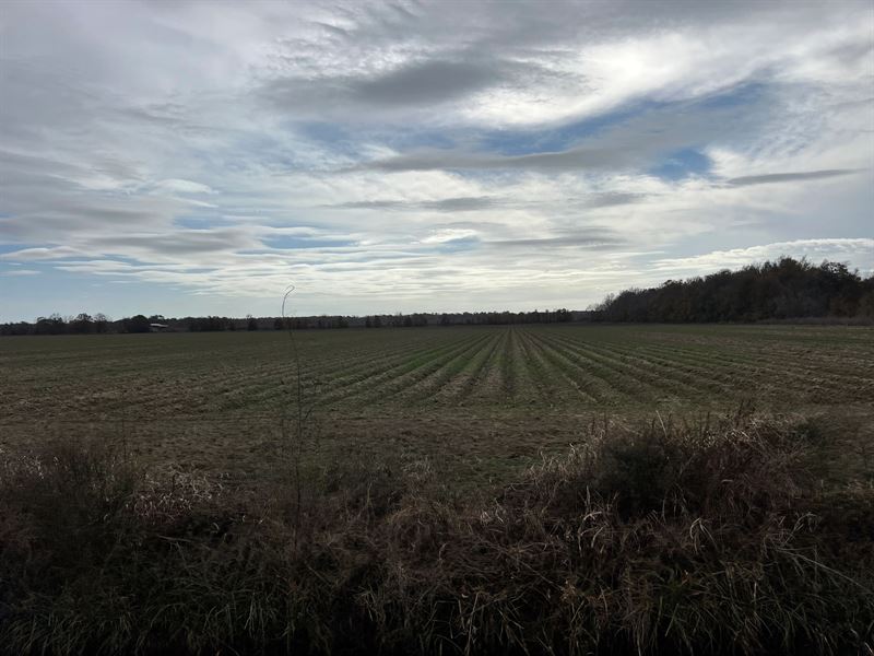 La, Richland 34 Acres : Holly Ridge : Richland Parish : Louisiana