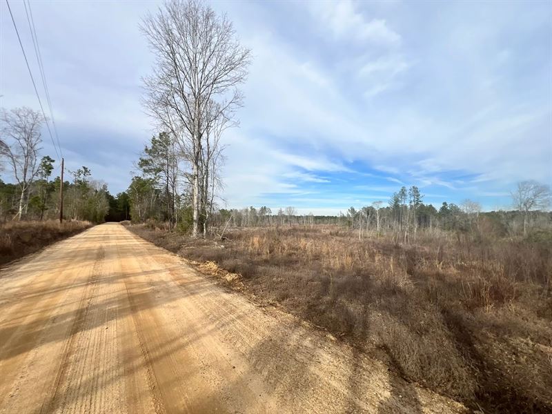 Two 16 Acre Tracts in Wayne County : Waynesboro : Wayne County : Mississippi