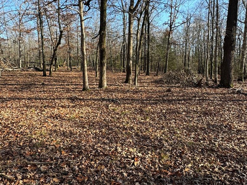 40 Acres Prime Hunting Property : Ravenden Springs : Randolph County : Arkansas