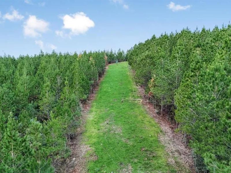 84 Acres for Sale Connecting To : Gloster : Amite County : Mississippi