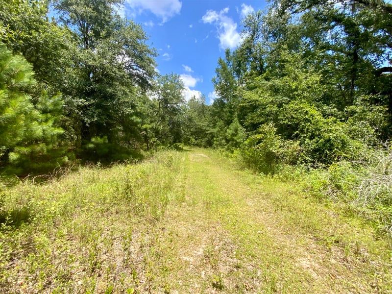 36 Acres Dandelion St : Madison : Madison County : Florida