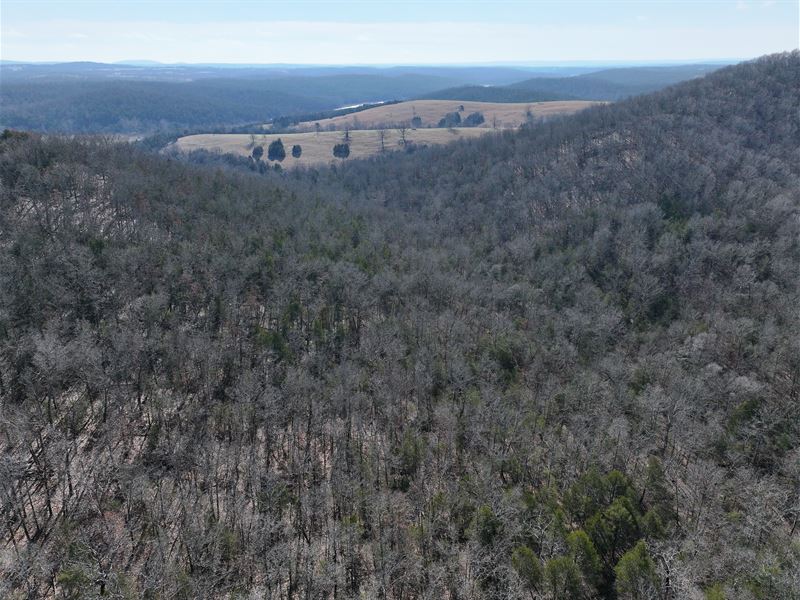 113 Acres of Timberland, Recreation : Gainesville : Ozark County : Missouri