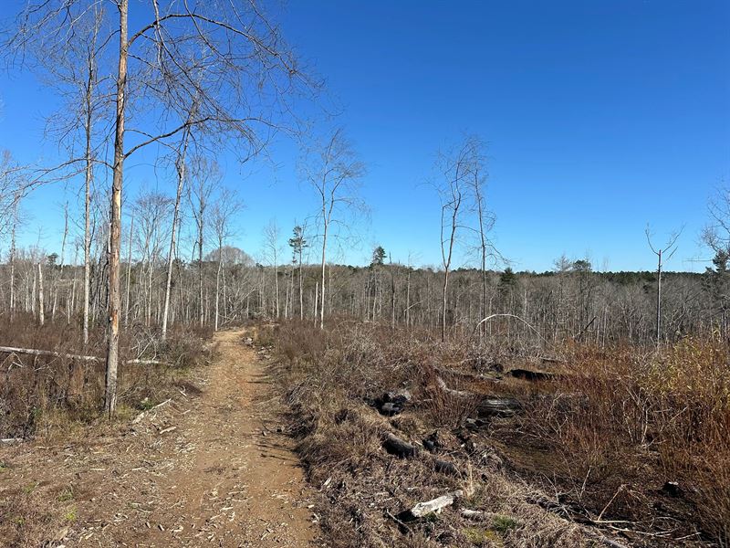 40 Acres Copiah County, MS : Wesson : Copiah County : Mississippi