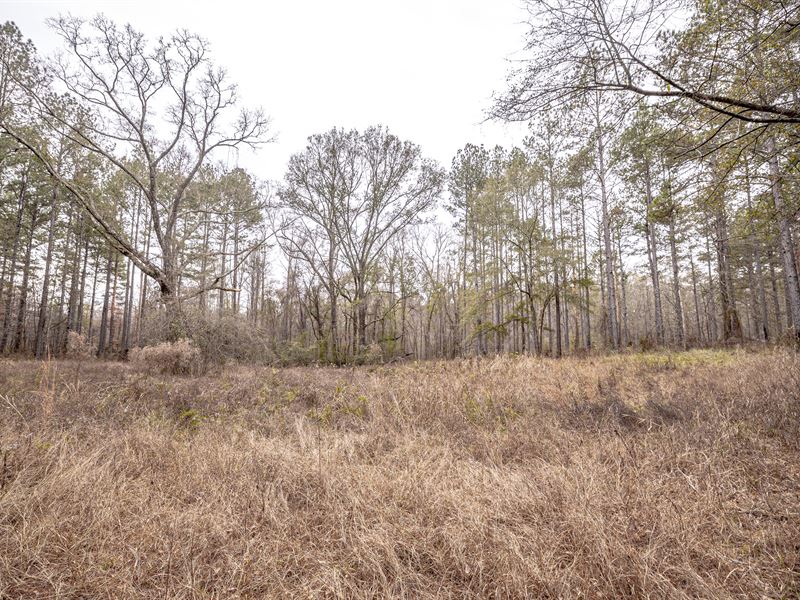 Amite River, Timber, and Hunting : Liberty : Amite County : Mississippi