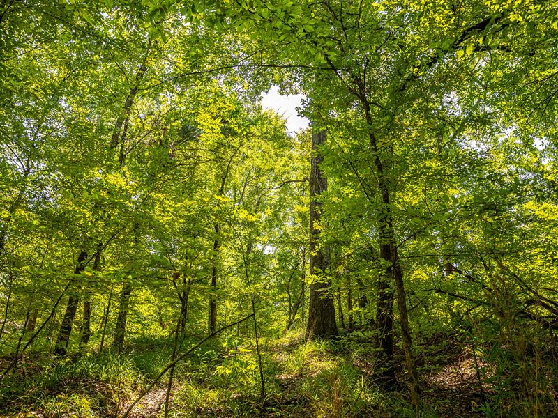 Big Bucks, Turkeys and Timber : Vicksburg : Warren County : Mississippi