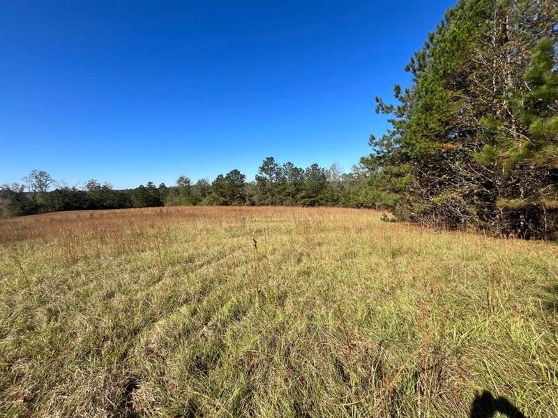 20 Recreational/Homesite Propoer : Knoxville : Greene County : Alabama