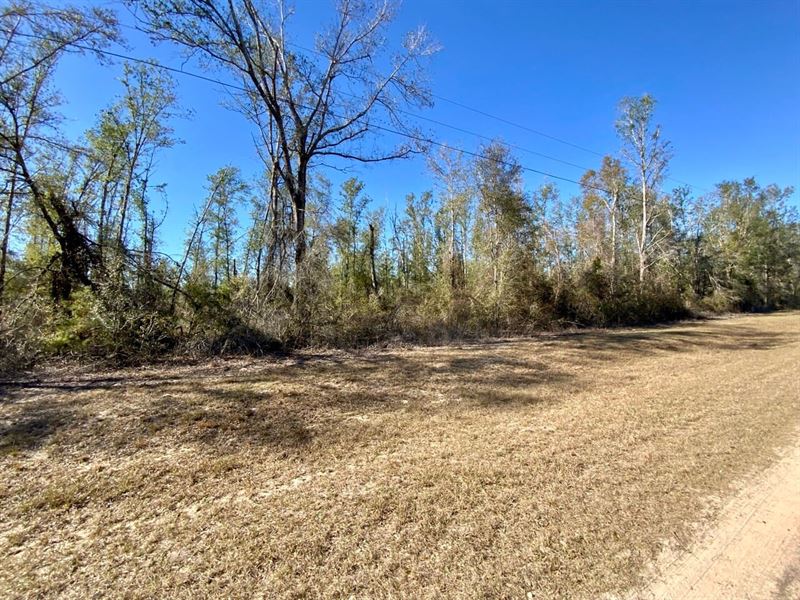 Olustee Dr 20 Acre Homesite : Lee : Madison County : Florida