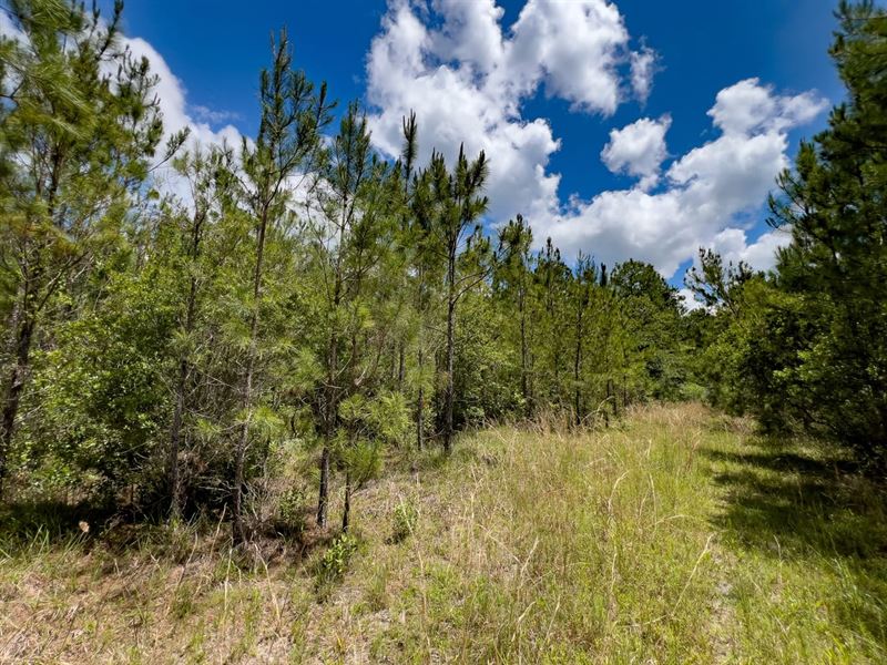 Brushy Hammock Farm Lot 1 : Mayo : Lafayette County : Florida