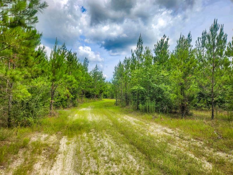 60 Ac Timber & Hunting Investment : Bonifay : Holmes County : Florida