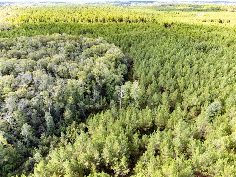 322 Ac Timberland Investment and Mu : Westville : Holmes County : Florida