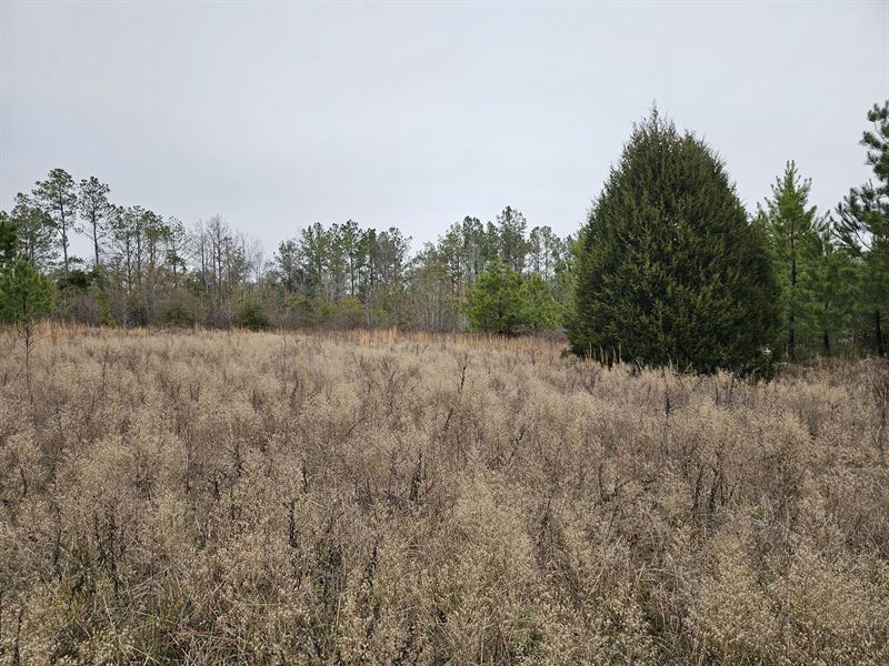 Spring To The River : Louisville : Barbour County : Alabama