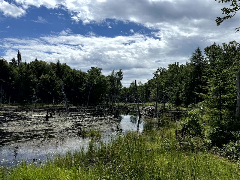 Tug Hill Woodland & Wilderness Pond : Lewis : Lewis County : New York