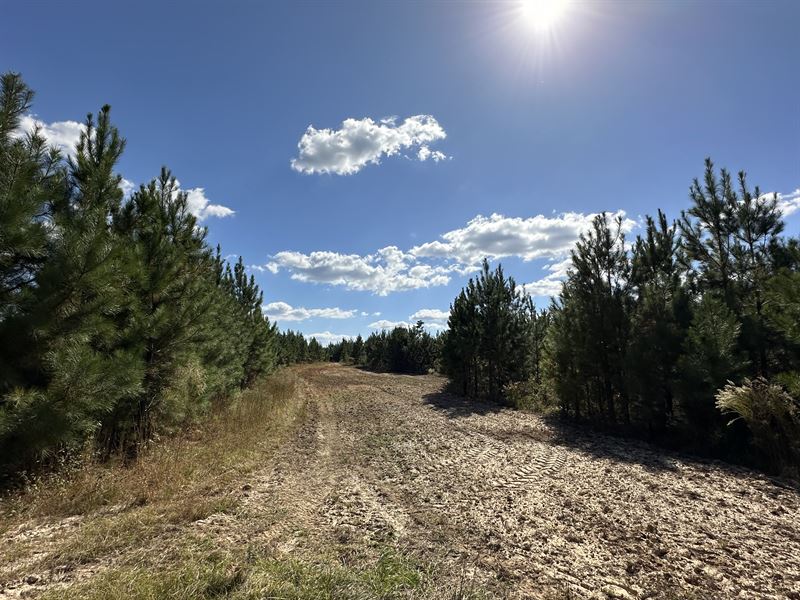 Olustee Creek Tract : Pine Level : Montgomery County : Alabama