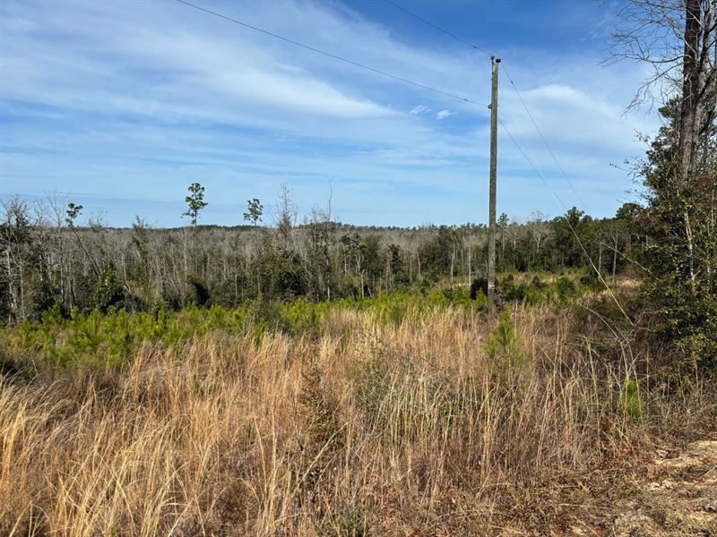 18.3 Ac Homesite Lot Jackson Co FL : Alford : Jackson County : Florida