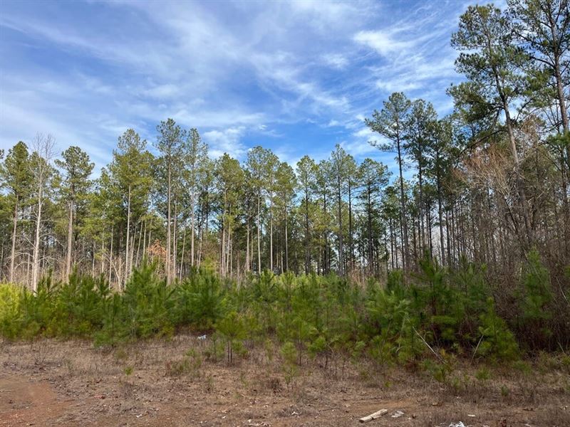 Grey Hill Tract 3 is 21 Acres : West Blocton : Bibb County : Alabama