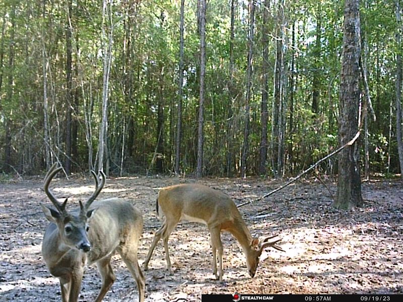 Sand Bottom Road Tract : Peterman : Monroe County : Alabama