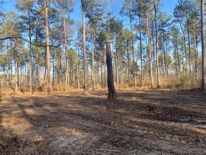 10 Acres Walthall Co : Tylertown : Walthall County : Mississippi