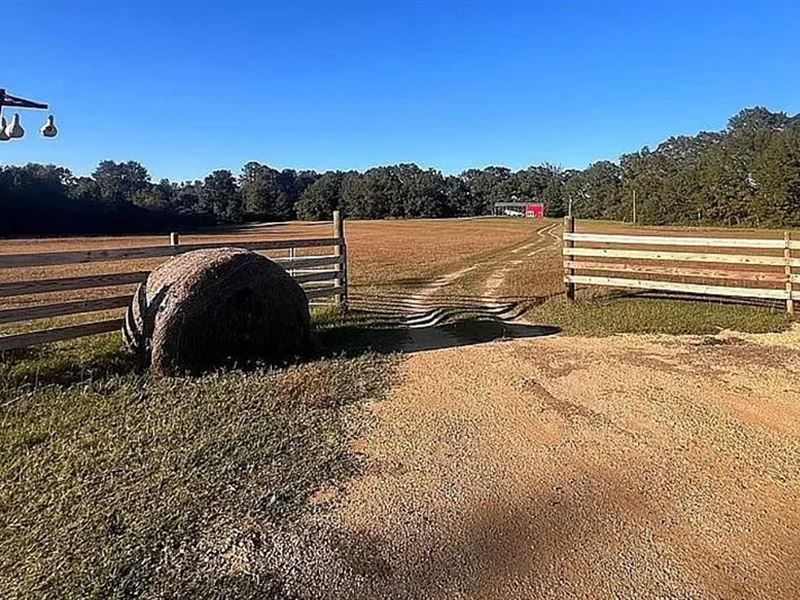 Giddy Up 12 Acres : Luverne : Crenshaw County : Alabama