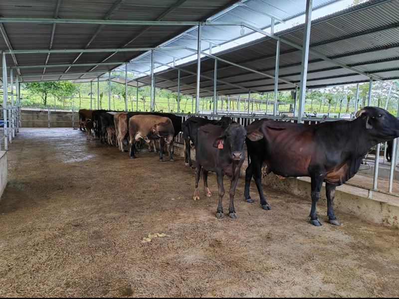 Splendorous Dairy Property : Guatuso Upala : Costa Rica