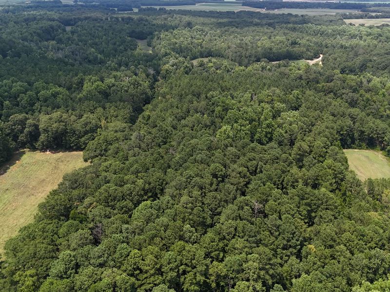 603 Acres with A Lodge in Sumter Co : Plains : Sumter County : Georgia