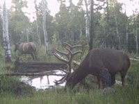 Buckhorn Lakes Mountain Hunting Ran : Montrose : Colorado