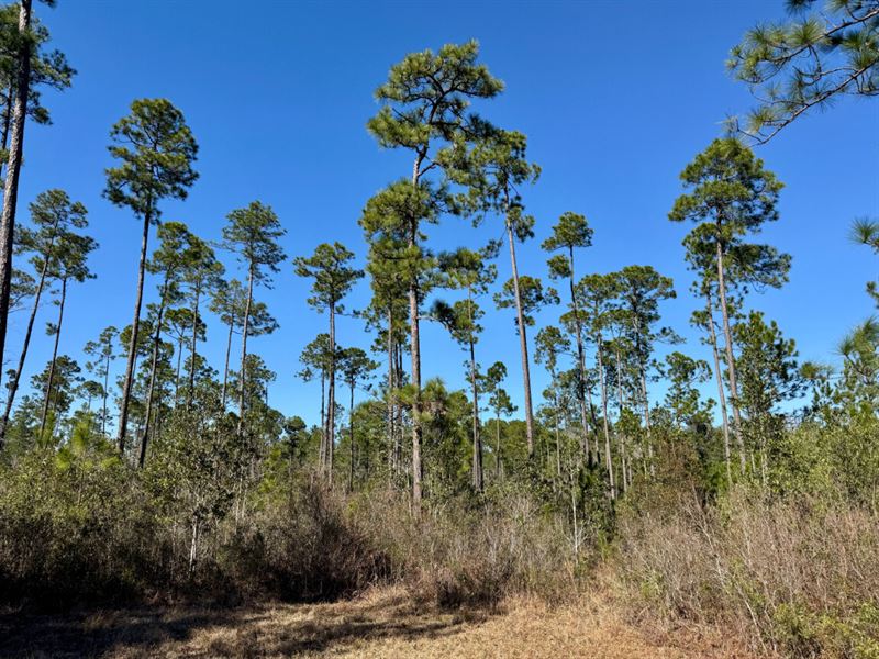 Robert White Road Home Sites : Bay Minette : Baldwin County : Alabama