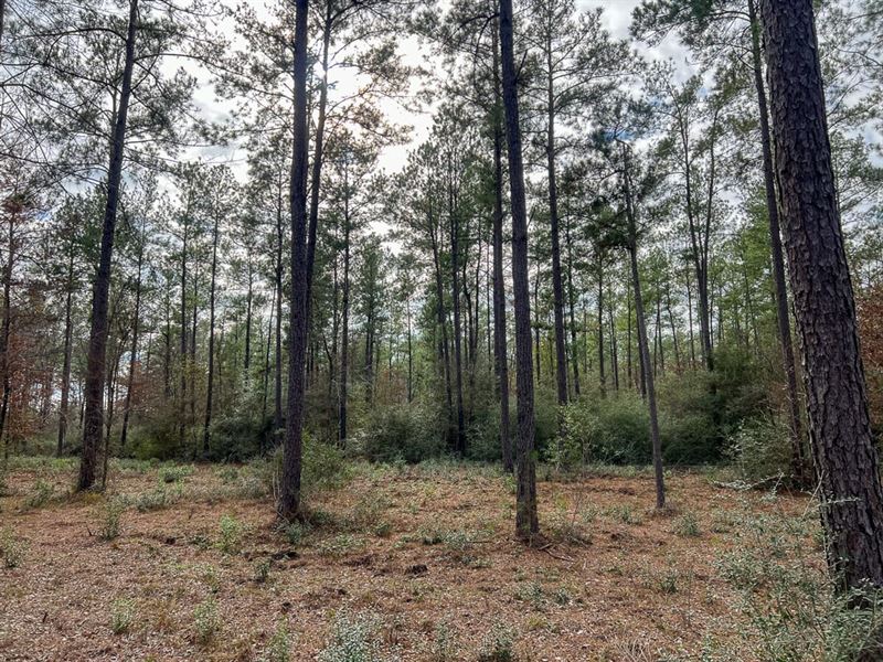 11 Acres, FM 230 : Trinity : Walker County : Texas