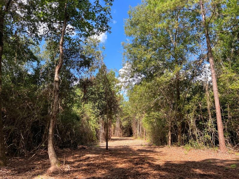 24 Acres, T-3, Eugene Walker Road : Zavalla : Angelina County : Texas