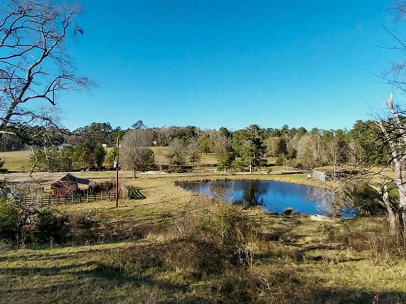 95 Acres, 12244 S. Highway 94 : Trinity : Trinity County : Texas