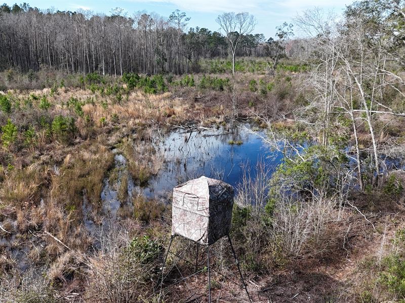 Homesite & Investment Land : Monticello : Jefferson County : Florida