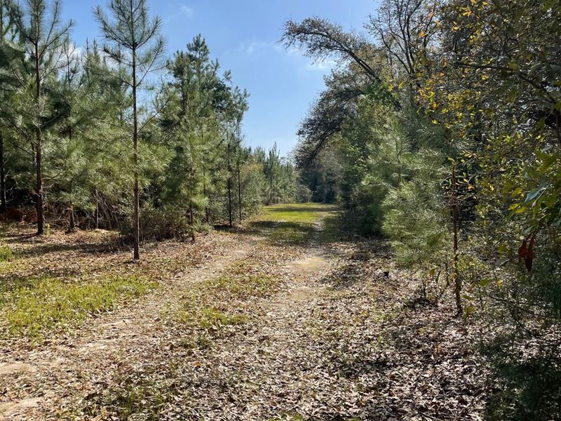 57 Acres Hwy 55 : Andalusia : Covington County : Alabama