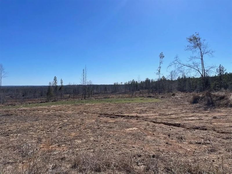 310 Acres Claiborne Hunting Propert : Pattison : Claiborne County : Mississippi