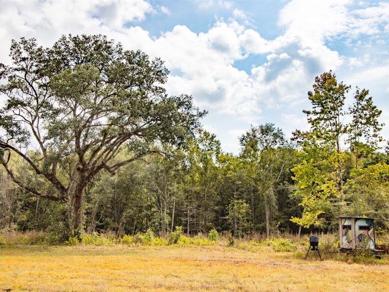 295 Ac Hwy 231 Frontage Timberland : Campbellton : Jackson County : Florida