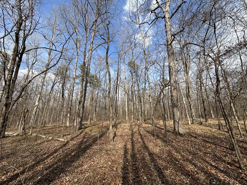 Hardwood Recreational Tract : Musella : Crawford County : Georgia