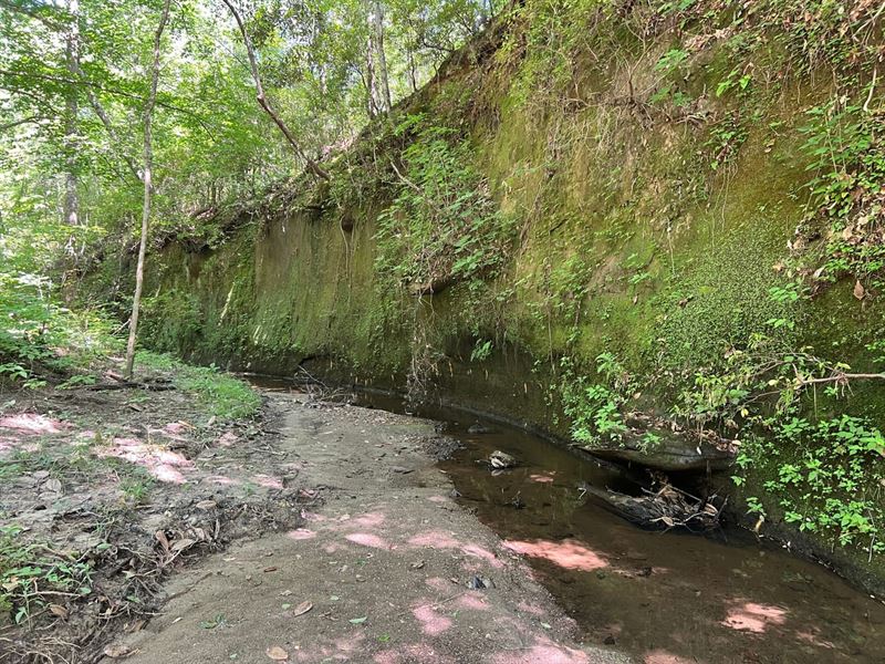 Shoal Creek Tract : Camden : Wilcox County : Alabama