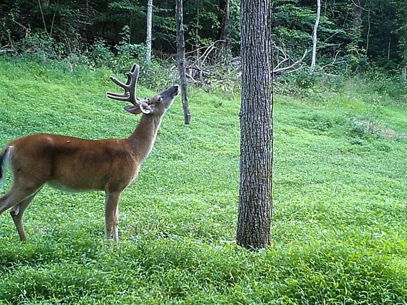 Little Eight Mile Rd, 72 Acres : Marietta : Washington County : Ohio