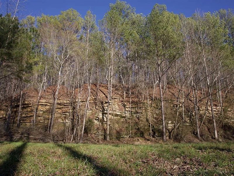 92 Acres in Marion County, AL : Winfield : Marion County : Alabama